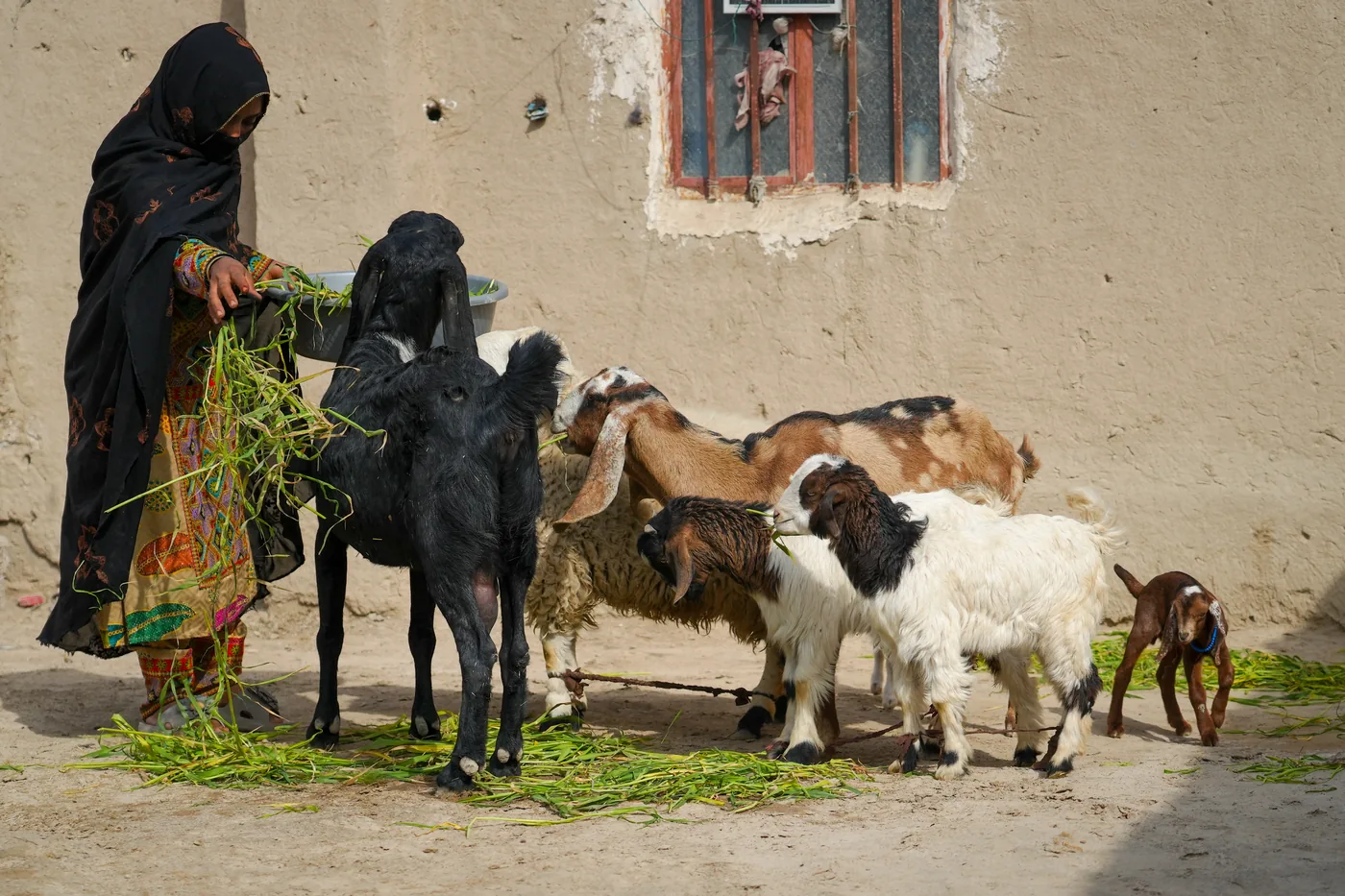 Nutrition-Sensitive Livelihoods gallery image