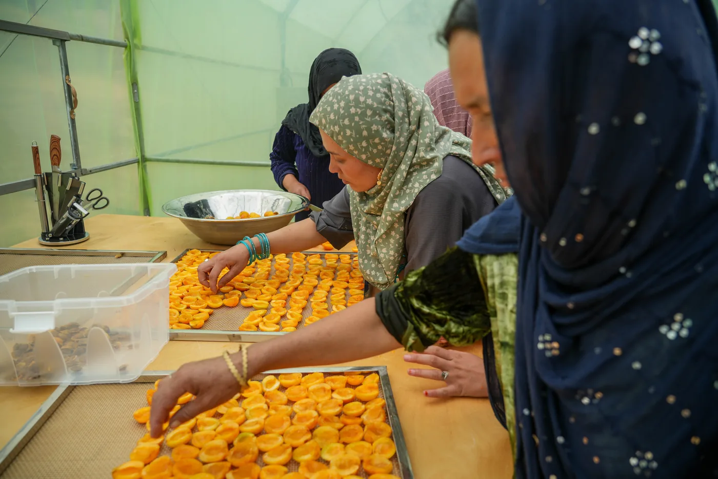 Women prepare apricots during a fruit-drying training session