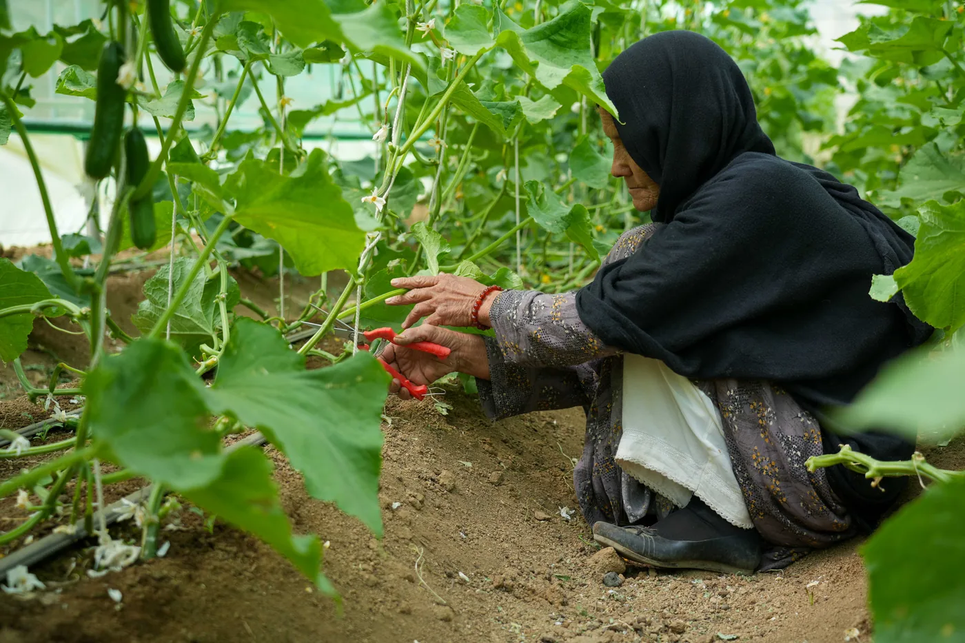 A woman tends cucumber plants in a greenhouse