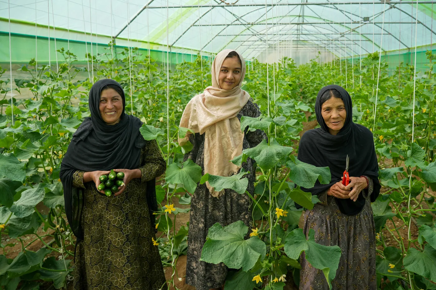 Three women hold harvested cucumbers inside a greenhouse in Daikundi